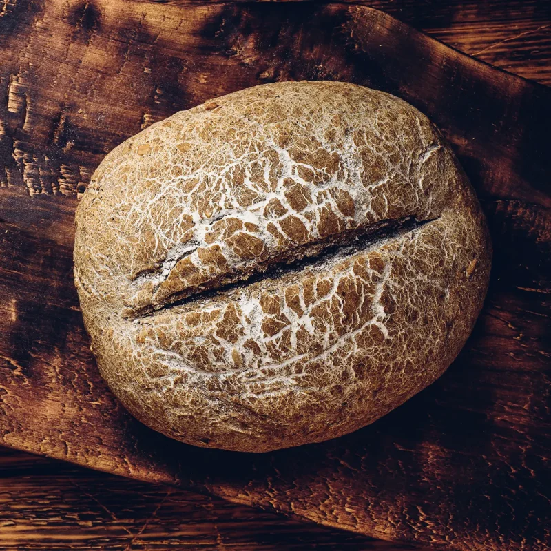 Brutaria Giorgianei (17)